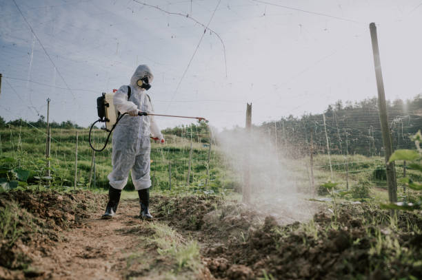 Best Pest Control Treatment  in Ripley, TN
