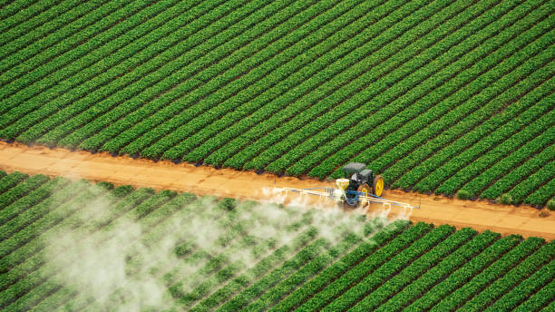 Best Termite Control Services  in Ripley, TN